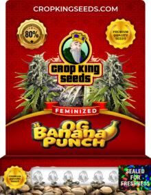 OG Banana Punch Strain