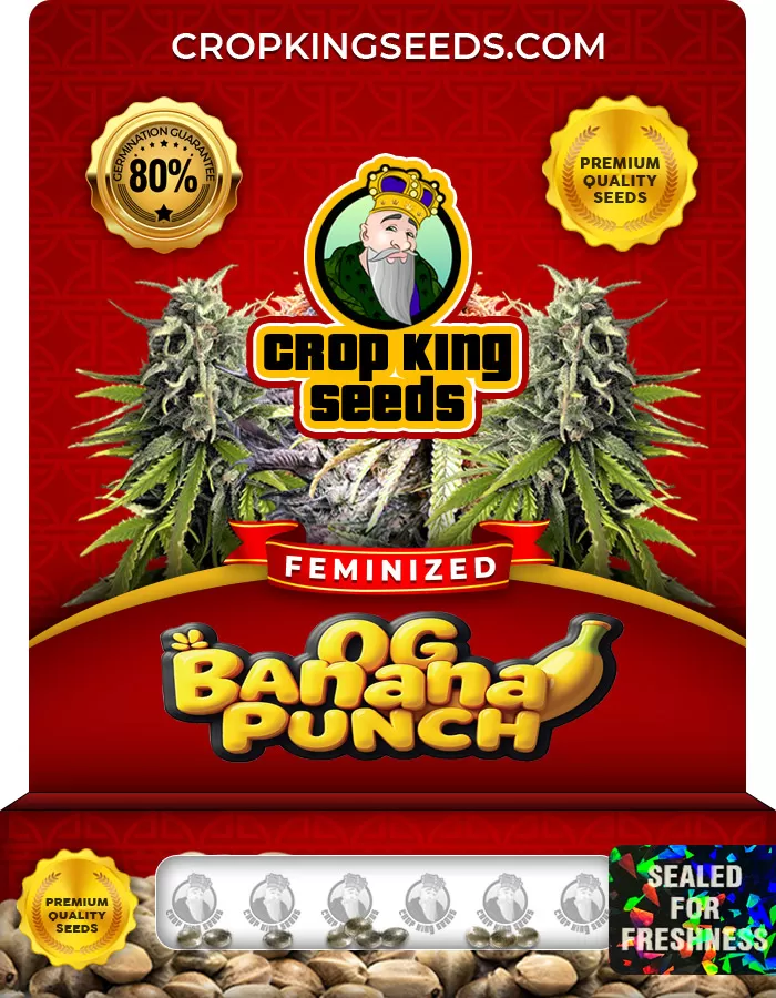 OG Banana Punch Feminized Marijuana Seeds | Crop King Seeds