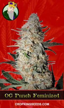 OG Punch Strain