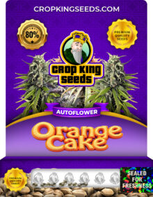 Orange Cake Strain