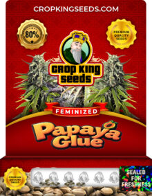 Papaya Glue Strain