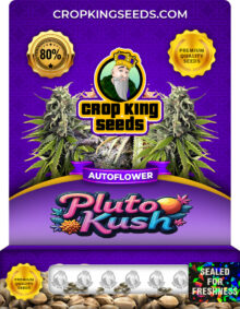 Pluto Kush