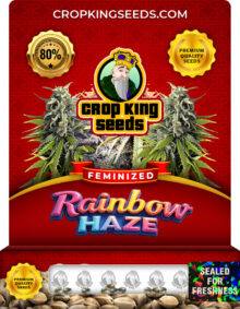 Rainbow Haze