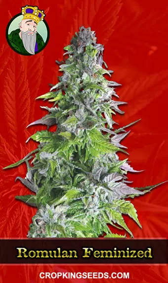 Buy Romulan Strain Feminized Marijuana Seeds | Crop King Seeds