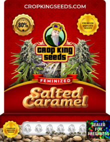 Salted Caramel Strain
