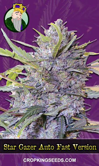 Star Gazer Strain