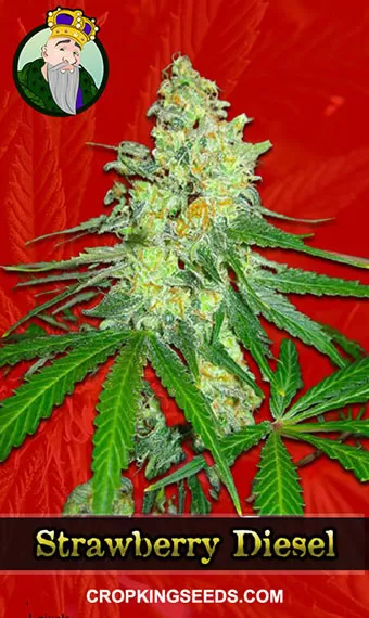 Buy Strawberry Diesel Strain Feminized Marijuana Seeds | Crop King Seeds