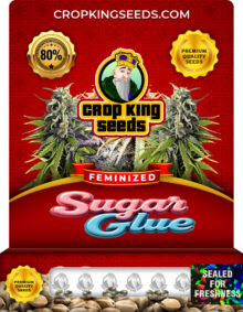 Sugar Glue Strain