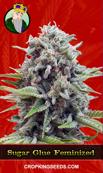 Buy Sugar Glue Strain Feminized Marijuana Seeds | Crop King Seeds