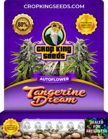 Tangerine Dream Strain