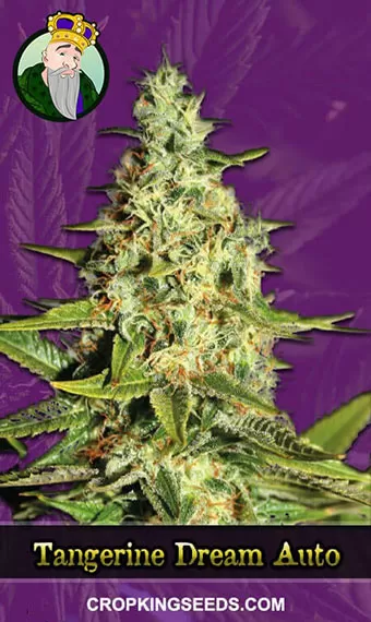 Tangerine Dream Strain