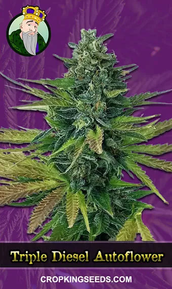 Buy Triple Diesel Strain Autoflowering Marijuana Seeds | Crop King Seeds