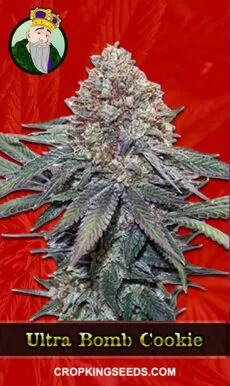 Buy Ultra Bomb Cookie Strain Feminized Marijuana Seeds | Crop King Seeds