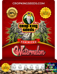 Watermelon Strain