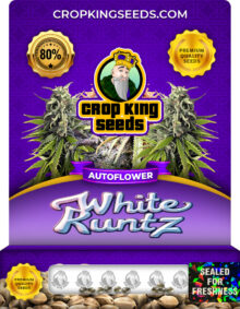 White Runtz Autoflower Marijuana Seeds
