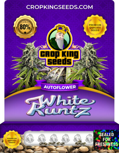 White Runtz Strain