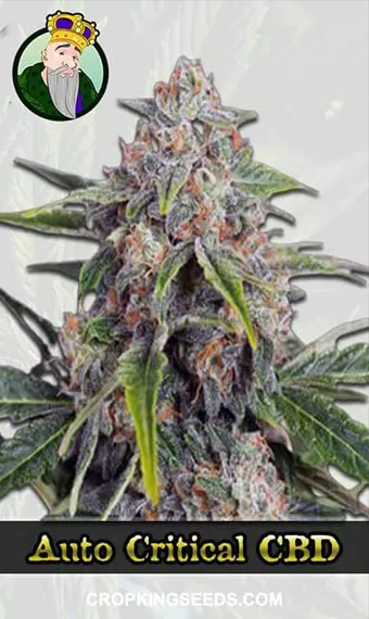 Medical Hemp Auto. Gold Pack 3-seeds pack