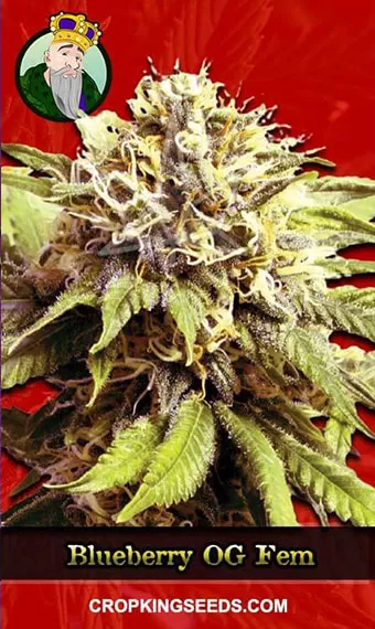 Buy Blueberry OG Strain Feminized Marijuana Seeds | Crop King Seeds