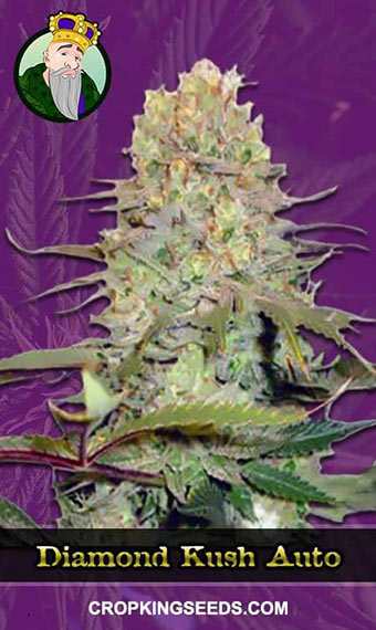 Diamond Kush