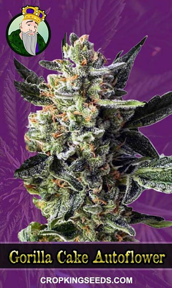 Buy Gorilla Cake Strain Autoflowering Marijuana Seeds | Crop King Seeds