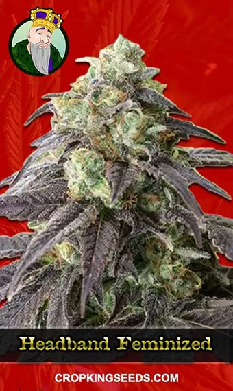 Headband Strain