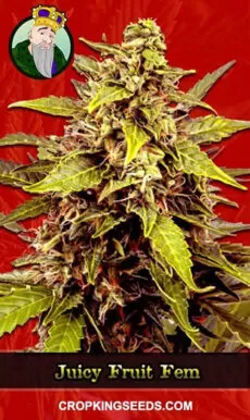 Juicy Fruit Strain