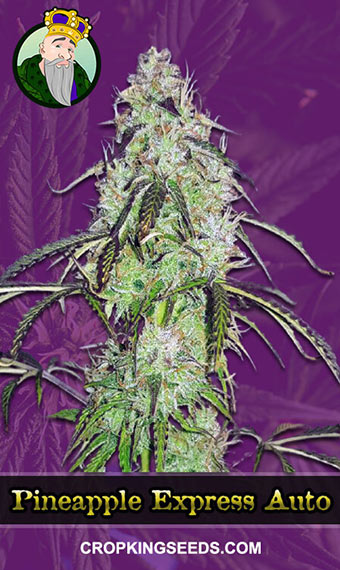 Buy Pineapple Express Strain Autoflowering Marijuana Seeds | Crop King ...