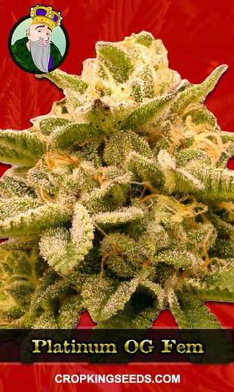 Buy Platinum OG Strain Feminized Marijuana Seeds | Crop King Seeds