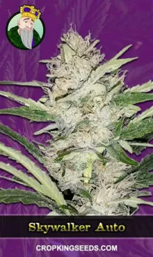 Skywalker Strain