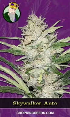 Skywalker Strain