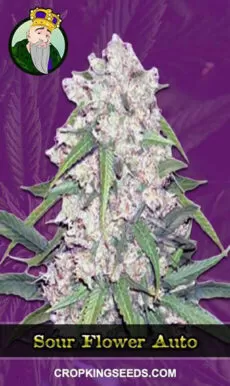 Sour Flower Strain