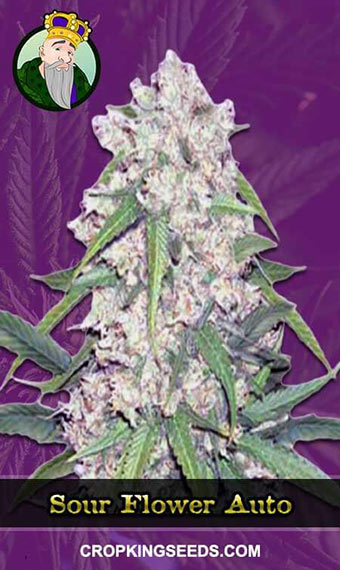 Sour Flower Strain