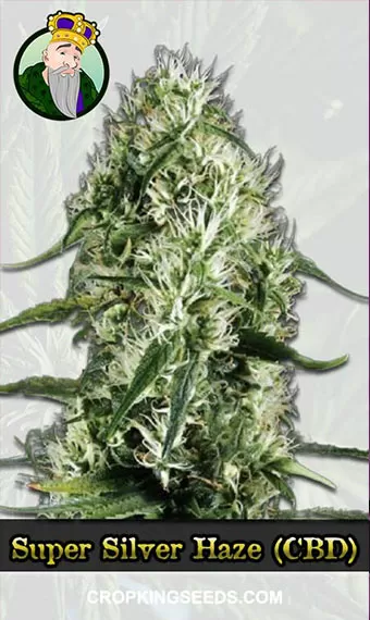 Super Silver Haze (CBD Sativa)