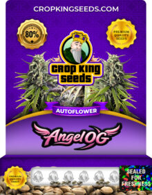Angel OG Strain