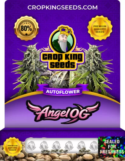 Angel OG Strain