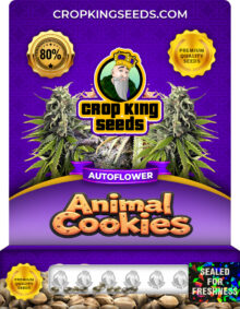 Animal Cookies Strain