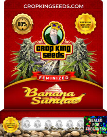 Banana Sundae Strain