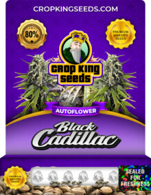 Black Cadillac Autoflowering Marijuana Seeds