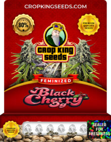 Black Cherry OG Strain