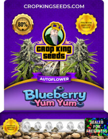 Blueberry Yum Yum Strain