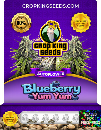 Blueberry Yum Yum Strain