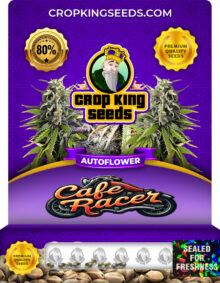Cafe Racer Strain