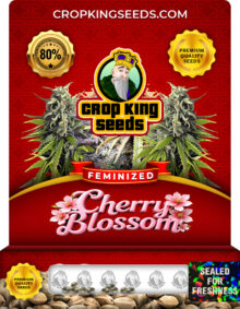 Cherry Blossom Strain