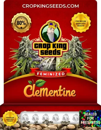 Clementine Strain
