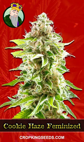 Buy Cookie Haze Feminized Marijuana Seeds | Crop King Seeds