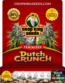 Dutch Crunch Strain