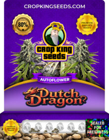 Dutch Dragon Strain