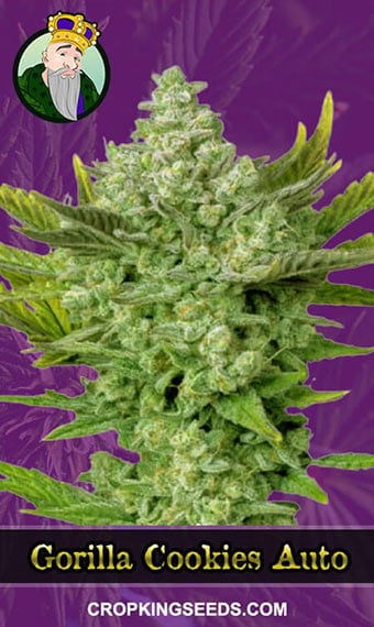 Buy Gorilla Cookies Strain Autoflowering Marijuana Seeds | Crop King Seeds