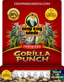 Gorilla Punch Strain