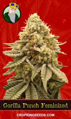 Buy Gorilla Punch Strain Feminized Marijuana Seeds | Crop King Seeds